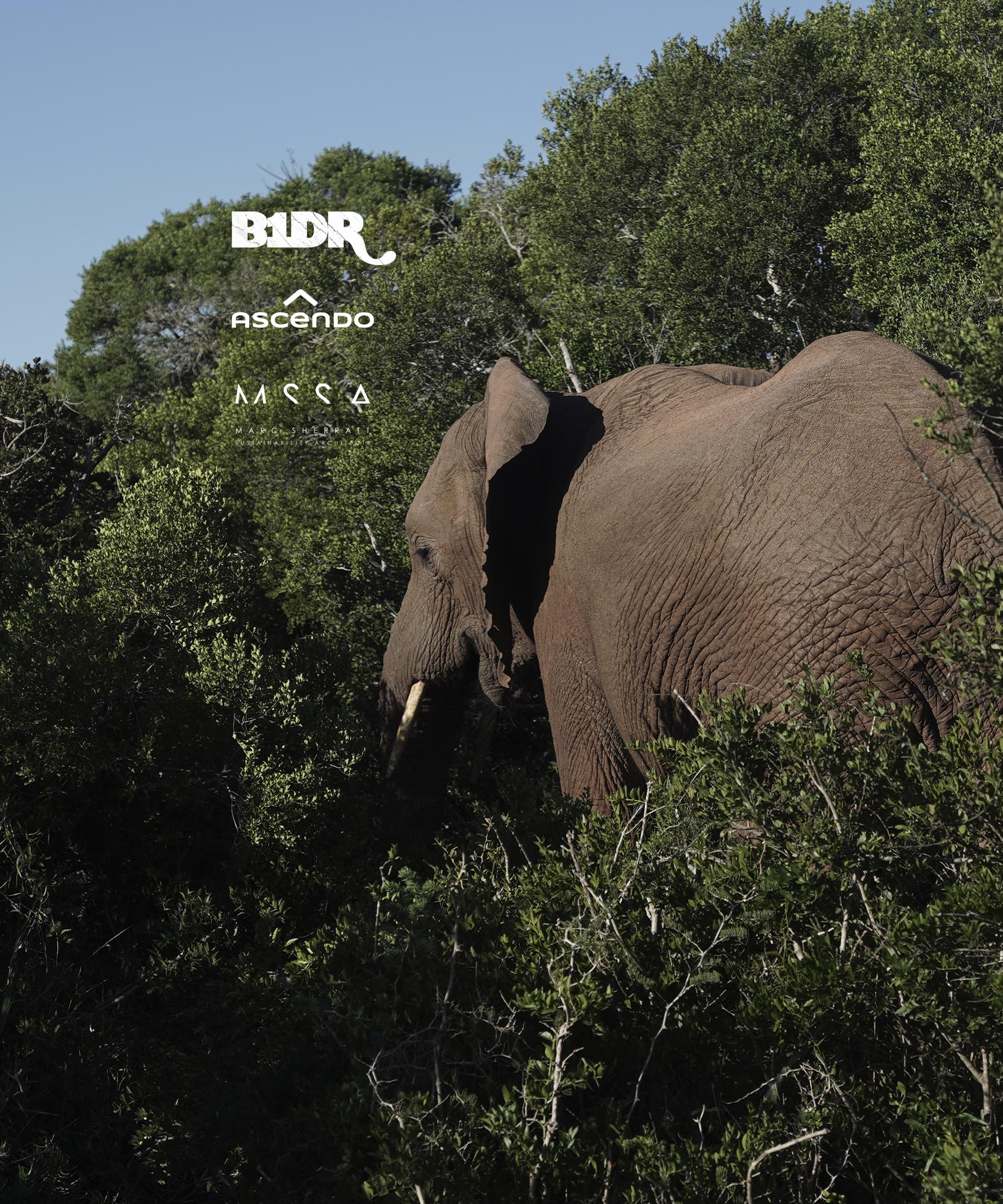 Hero DT Elephant.jpg