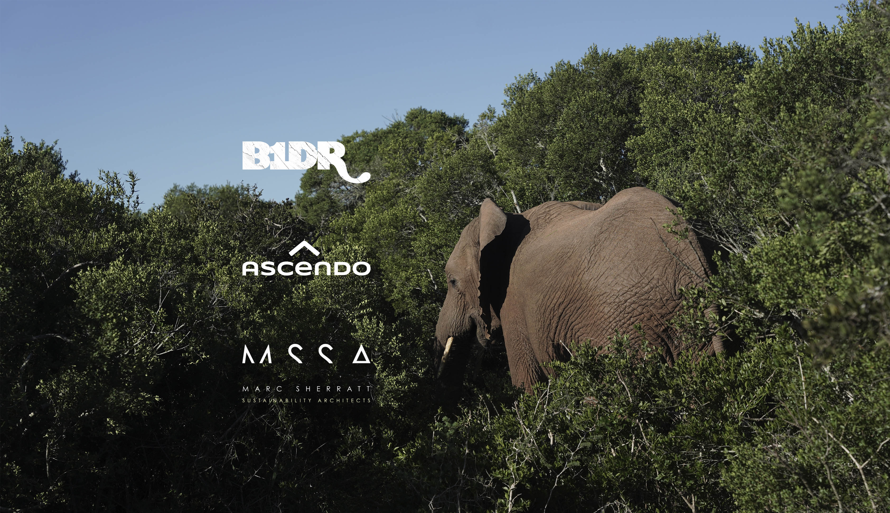 Talking to Elephants: Infrasonic Bass with a Bigger Purpose